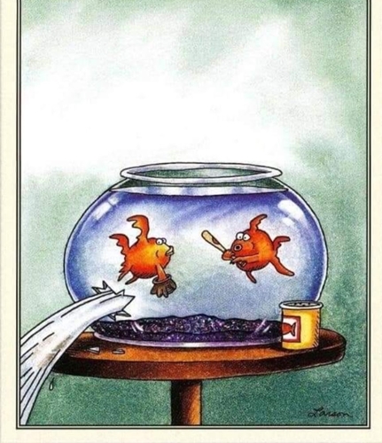 Goldfish escaping through a water slide from their bowl.