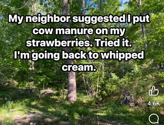 A garden with strawberry plants and a humorous text about using cow manure.