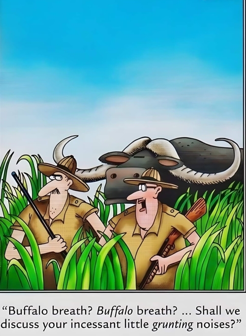 Two buffaloes with expressive faces in tall grass under a blue sky.